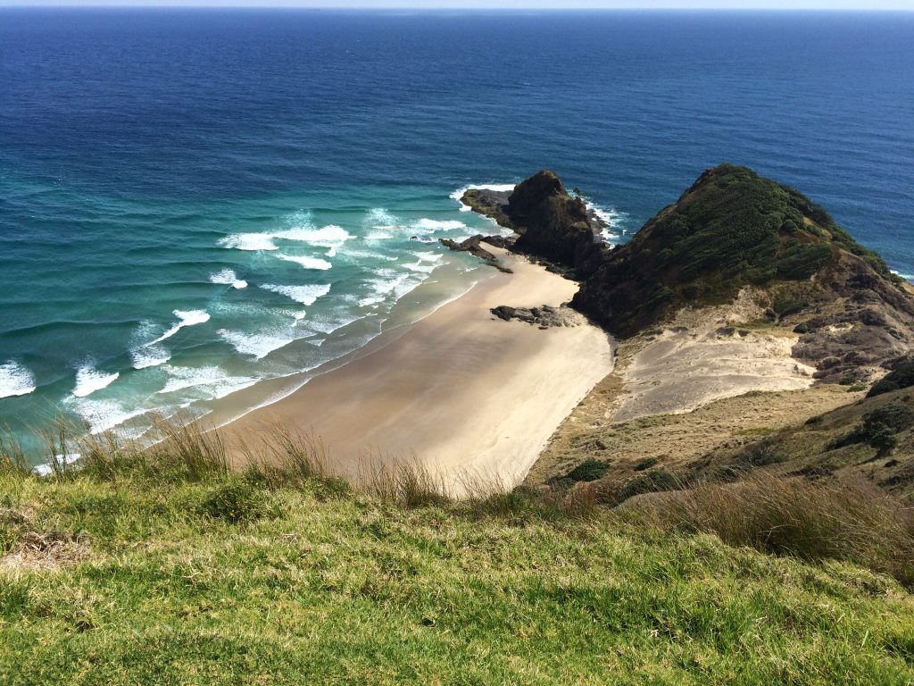 cape_reigna_pohutokawa